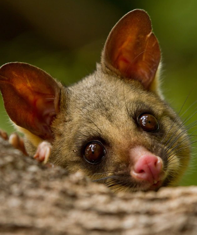 Possum removal